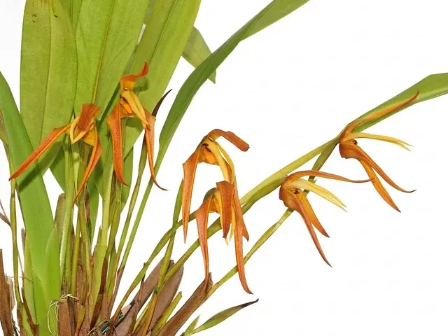 Maxillaria Pepe Portilla (Maxillaria)