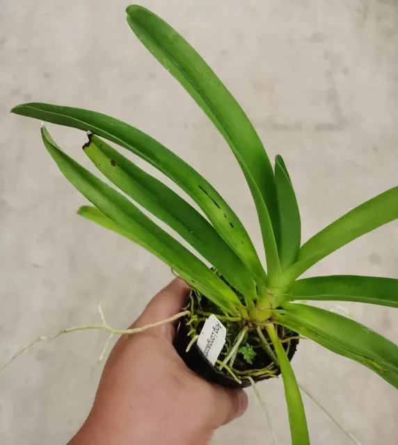 Angraecum LONGISCOTT (Angraecum)