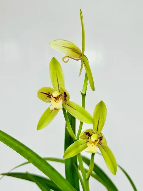 Cymbidium kanran 'Han Xiang Mei'