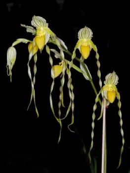 Paphiopedilum philippinense var Alba