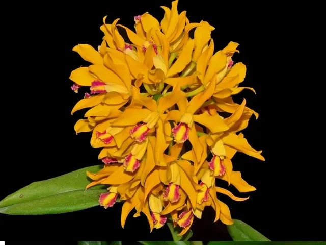 Cattleya Fredis J. Refunjol (Cattleya)
