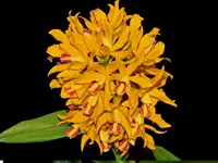 Cattleya Fredis J. Refunjol