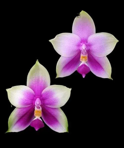 Phalaenopsis Samera var. red x sib