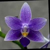 Phal. violacea Indigo Blue X Phal. equestris coerulea