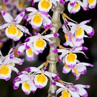 Dendrobium Pendulum