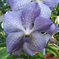 Vanda Rothschildiana