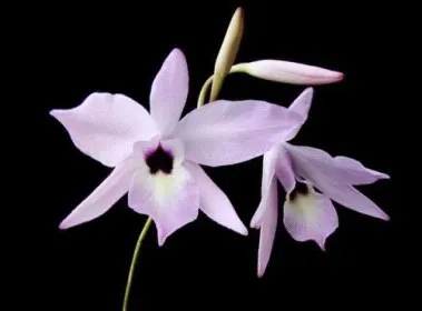 Laelia rubescens (Laelia)
