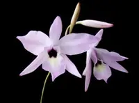 L. rubescens x sib (T893) (Laelia - - rubescens ) L.=Laelia SS