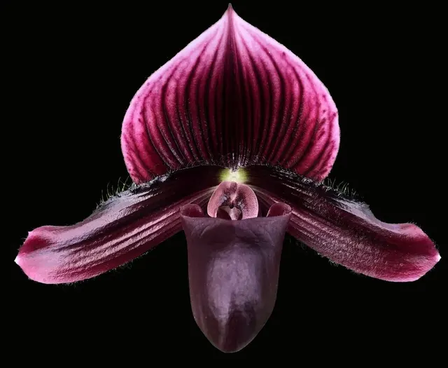 Paphiopedilum Lorraines Pride x sibling