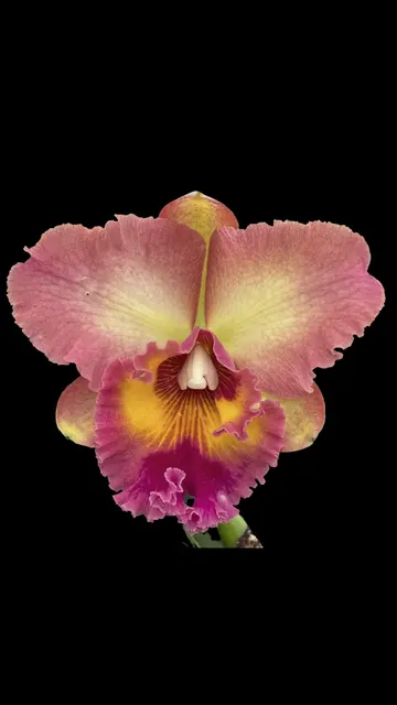Rhyncholaeliocattleya Mem. Helen Kyrcz 'Volcano Queen' (Rhyncholaeliocattleya)