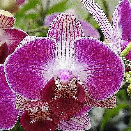 Phalaenopsis Dragon Tree Paradise BJM2 (Phalaenopsis)