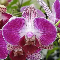 Phal. Dragon Tree Paradise BJM2