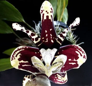 Stanhopea tigrina var 'Predator'