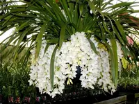 Cymbidium Sarah Jean 'Ice Cascade' - In Spike Option