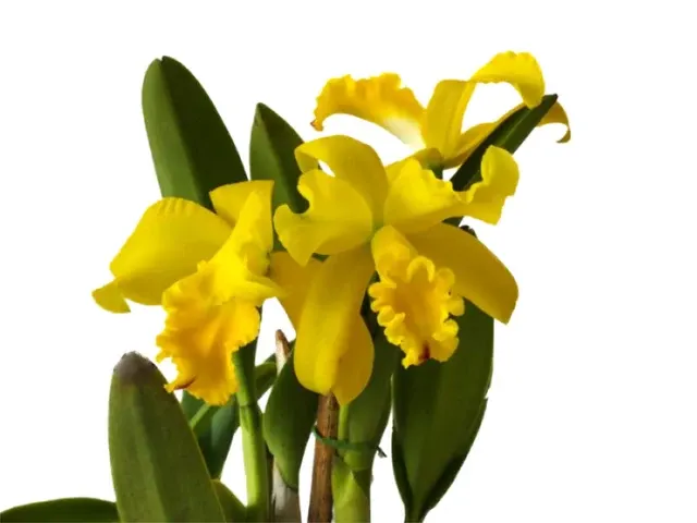 Rhyncholaeliocattleya Gualaquiza (Rhyncholaeliocattleya)