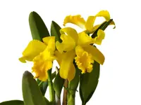 Rhyncholaeliocattleya Gualaquiza