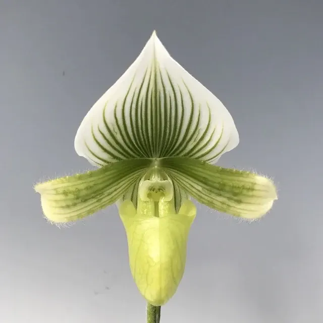 Paphiopedilum Emerald Alba X Paph. Maudiae Napa Valley (Paphiopedilum)