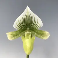 Paph. Emerald Alba X Paph. Maudiae Napa Valley