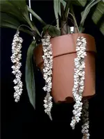 Pholidota imbricata