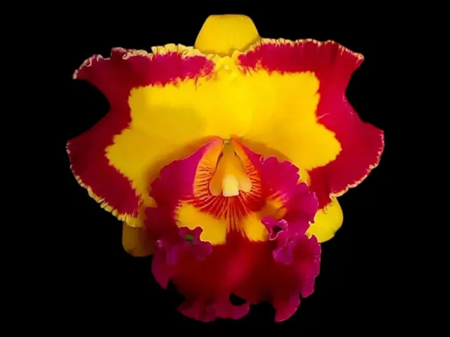 Rhyncholaeliocattleya Chief Rose