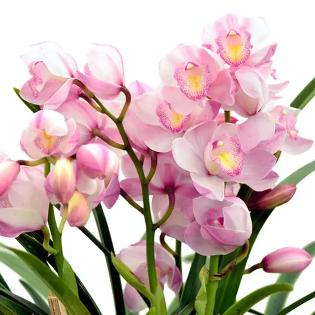 Cymbidium Enzan Spring 'In The Mood'