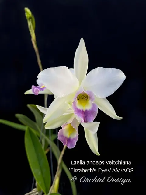 Laelia anceps 'Elizabeth's Eyes' (Laelia)
