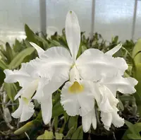 Cattleya warscewiczii alba 'Leo Holguin' FCC/AOS