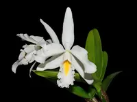 Cattleya maxima f. albescens