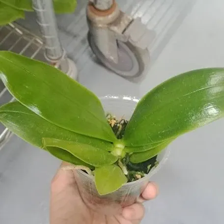 Phalaenopsis violacea 'Blue' × 'Pink' (Phalaenopsis)