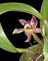 Bulbophyllum ecornutum