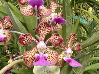 Vanda Motes Constellation