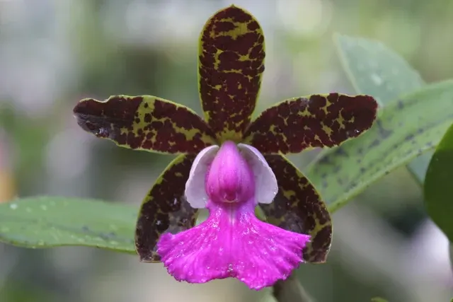 Cattleya Pradit Spot 'Dark Prince'