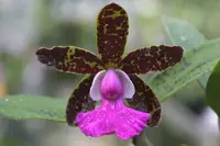 C. Pradit Spot `Dark Prince' (Thospol Spot x schilleriana) 2.5" Pot