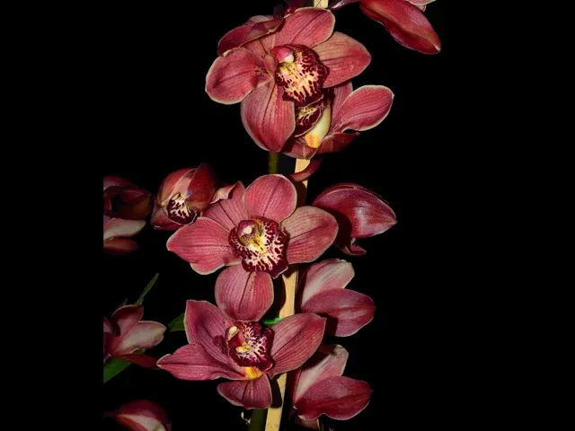 Cymbidium Pepe 002 Ec (Cymbidium)