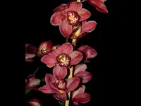 Cymbidium Pepe 002 Ec
