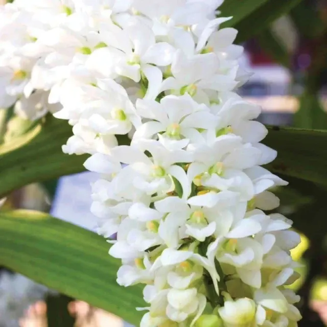 Rhynchostylis Gigantea White (Rhynchostylis)