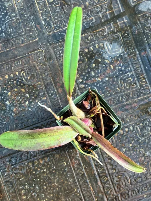 Laelia cinnabarina (Laelia)