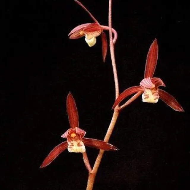 Cymbidium sinense 'Yang Ming Jin'