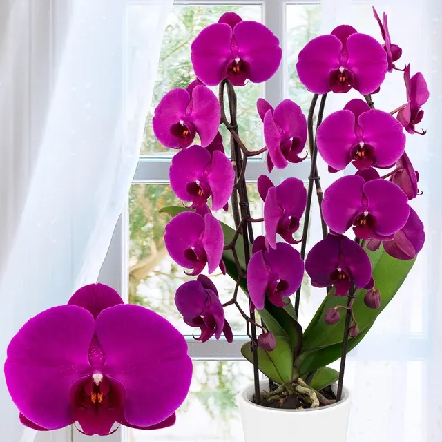 Phalaenopsis Orchid 'Freeride'