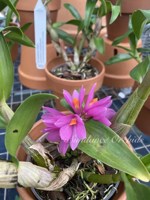 Dendrobium Hibiki (Dendrobium)