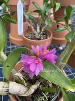 Dendrobium Hibiki (3″ Pot)