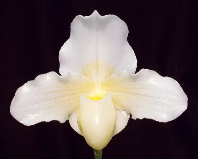 Paphiopedilum F.C. Puddle CCM/AOS 'Superbum' (Paphiopedilum)