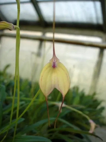Masdevallia MEASURESIANA