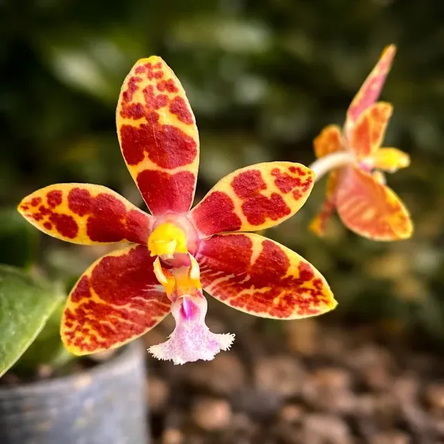 Phalaenopsis Mambo