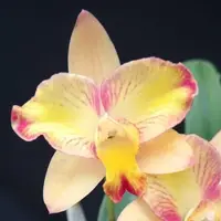 C. Angel Star x sib