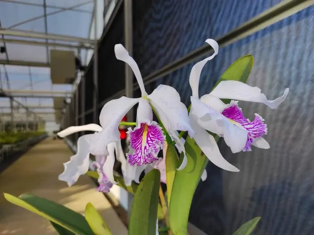 Cattleya maxima f semialba striata (Cattleya)