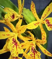 Dendrobium Orchid Seedling 2" Pot Eplc Don Herman Carmela Spots - Exotic Plant from Certified Growers