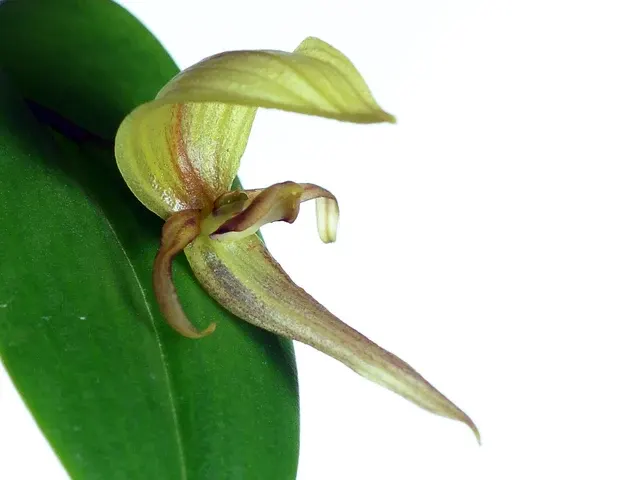 Pleurothallis grandiflora (Pleurothallis)