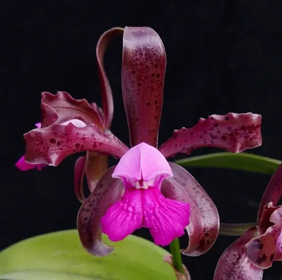 Cattleya tigrina
