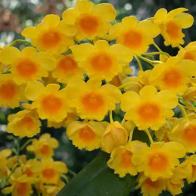 Dendrobium Chrysotoxum Blooming Size (Dendrobium)